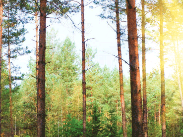 Finnish Forestry’s Green Returns