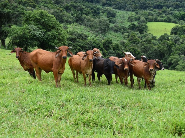 Brazilian Meat Giant Issues Sustainable Transition Bond
