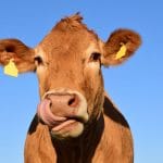 cow-1715829