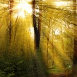 rays-1345745